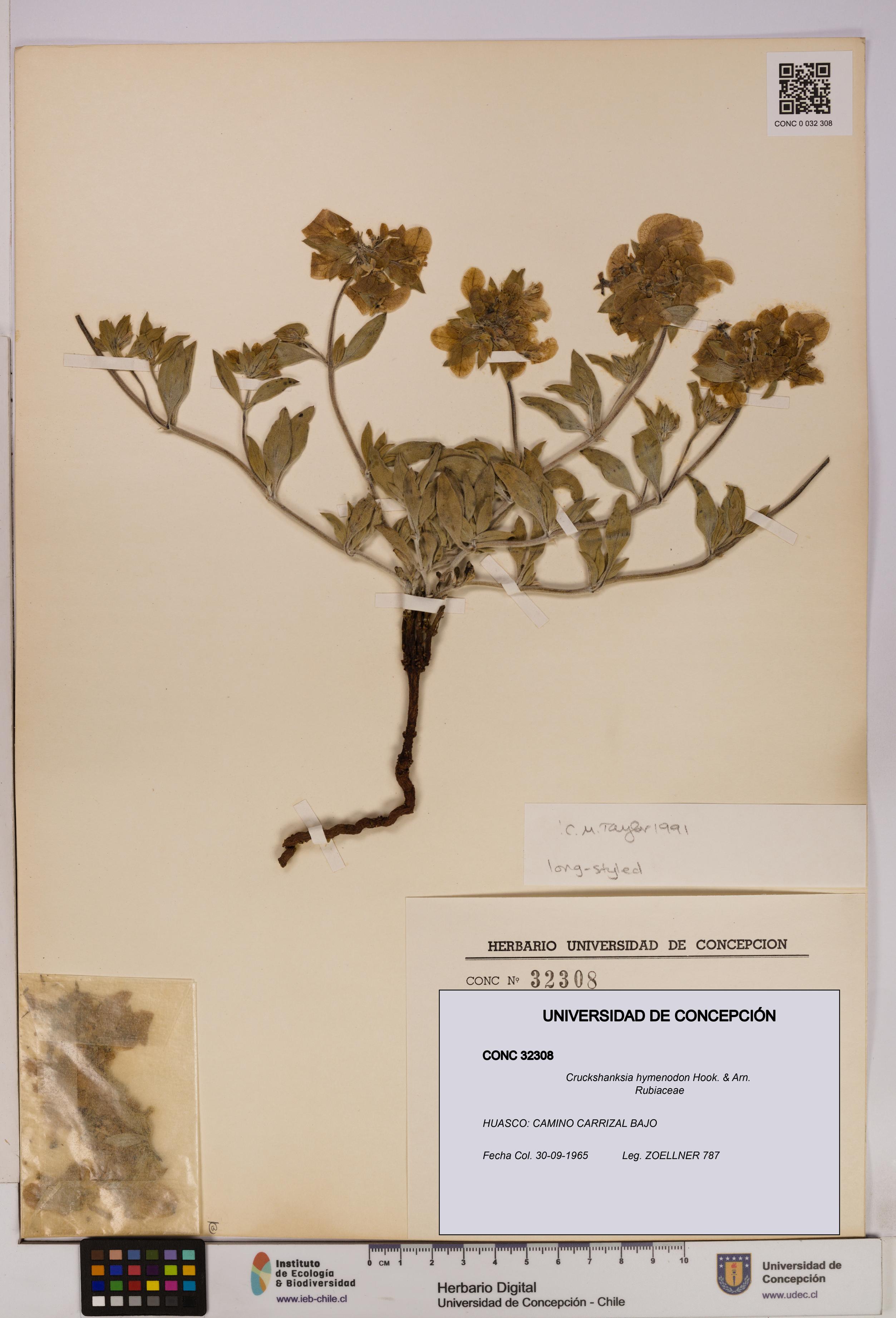 Cruckshanksia hymenodon [Espécimen: UDEC:CONC:0032308]