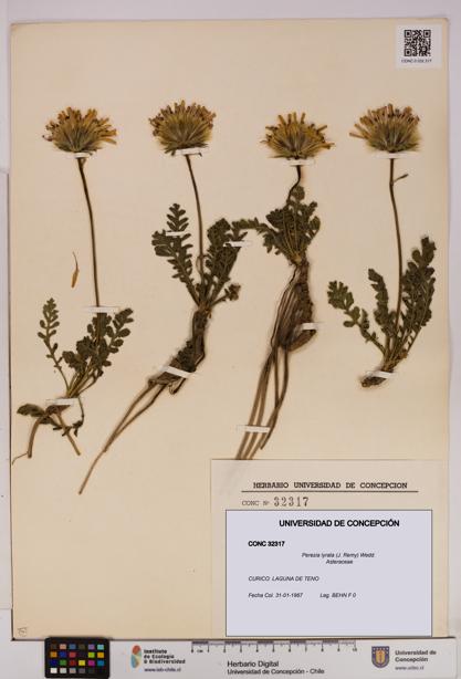 Perezia lyrata [Espécimen: UDEC:CONC:0032317]