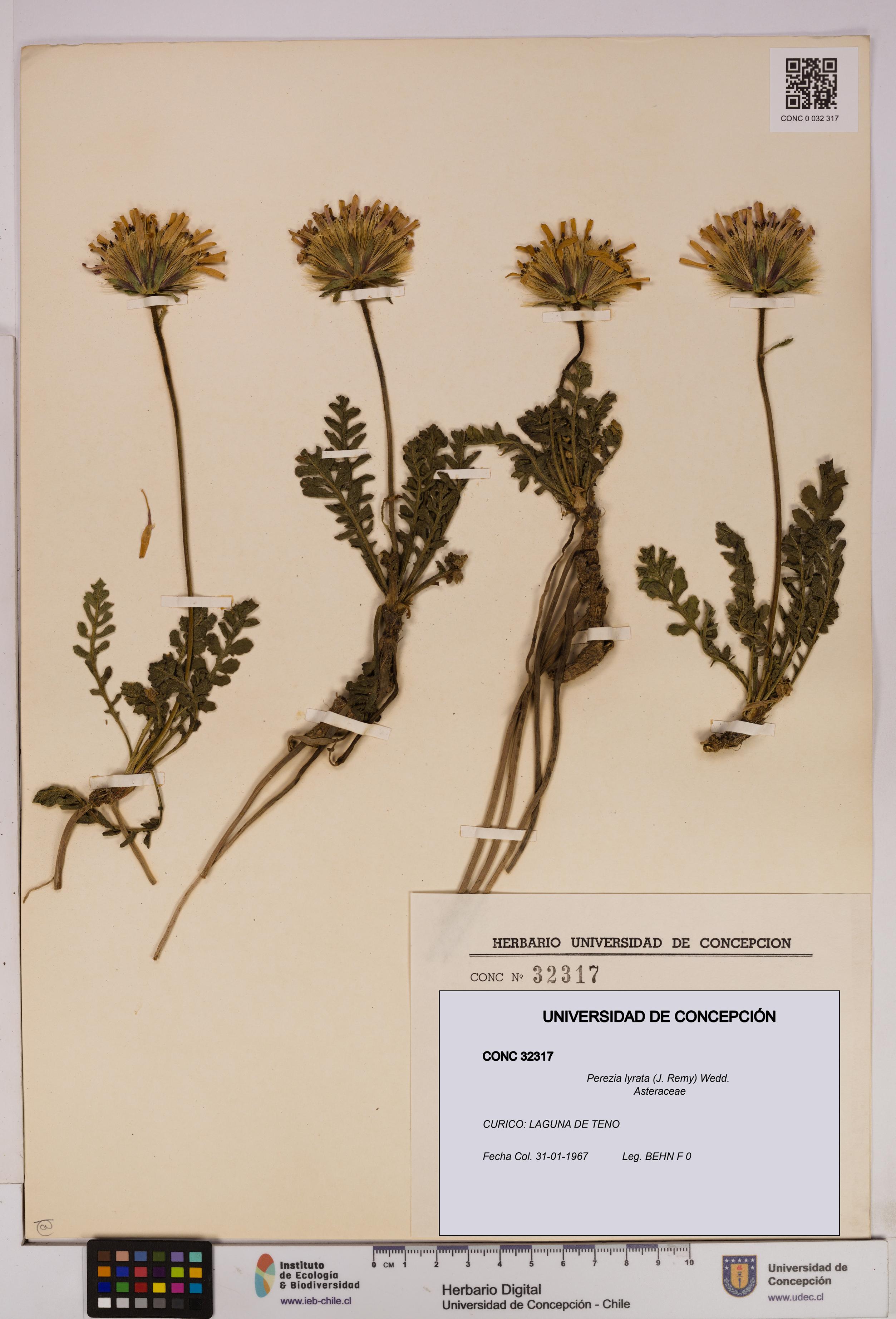 Perezia lyrata [Espécimen: UDEC:CONC:0032317]