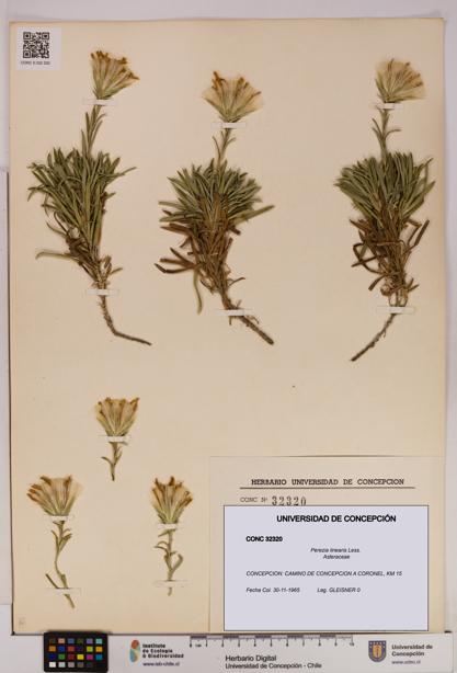 Perezia linearis [Espécimen: UDEC:CONC:0032320]