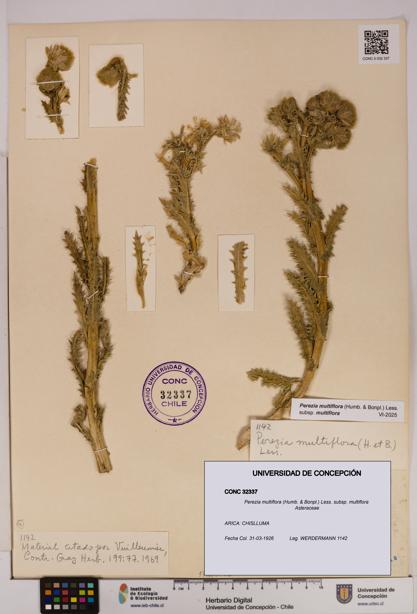 Perezia multiflora subsp. multiflora [Espécimen: UDEC:CONC:0032337]