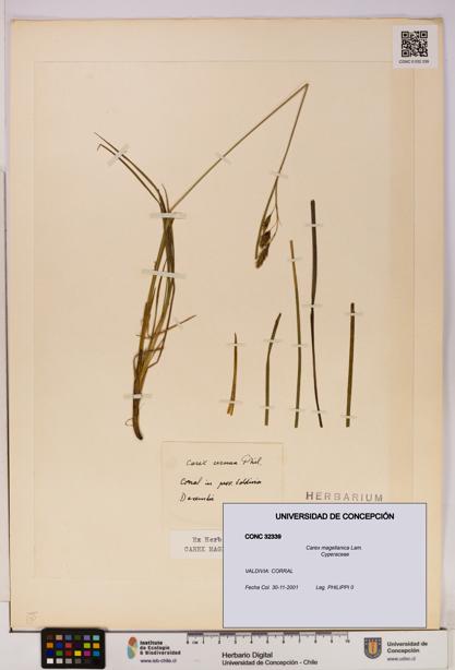 Carex magellanica [Espécimen: UDEC:CONC:0032339]