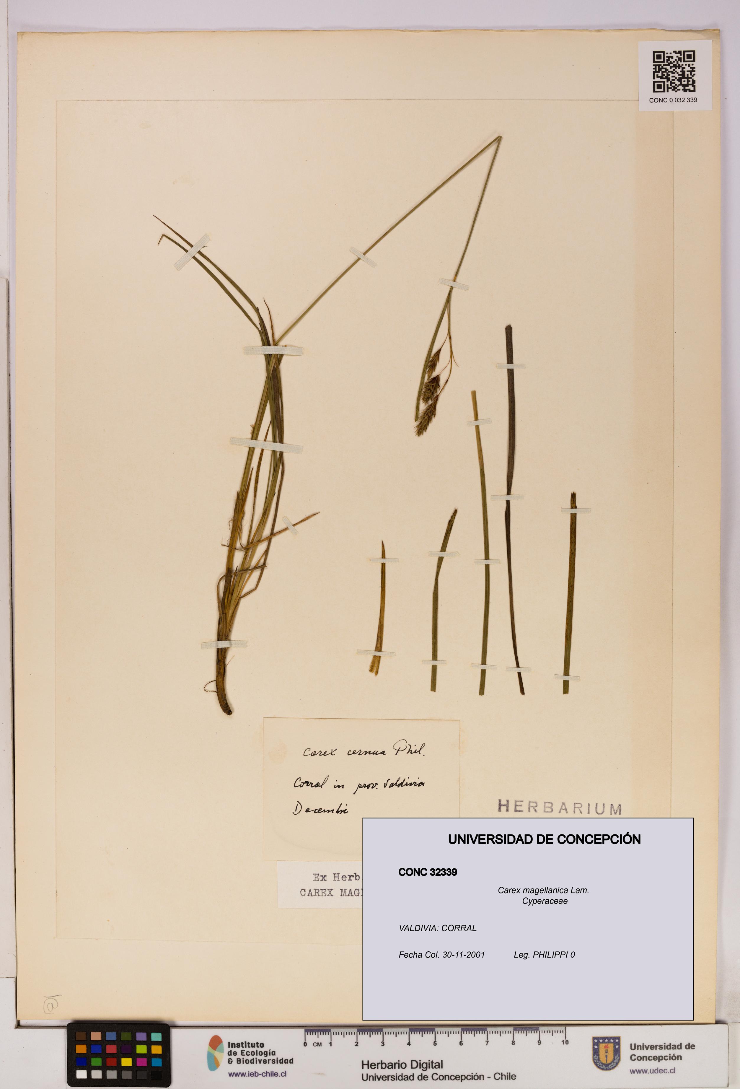 Carex magellanica [Espécimen: UDEC:CONC:0032339]