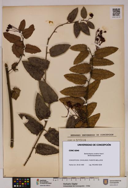 Berberidopsis corallina [Espécimen: UDEC:CONC:0032340]
