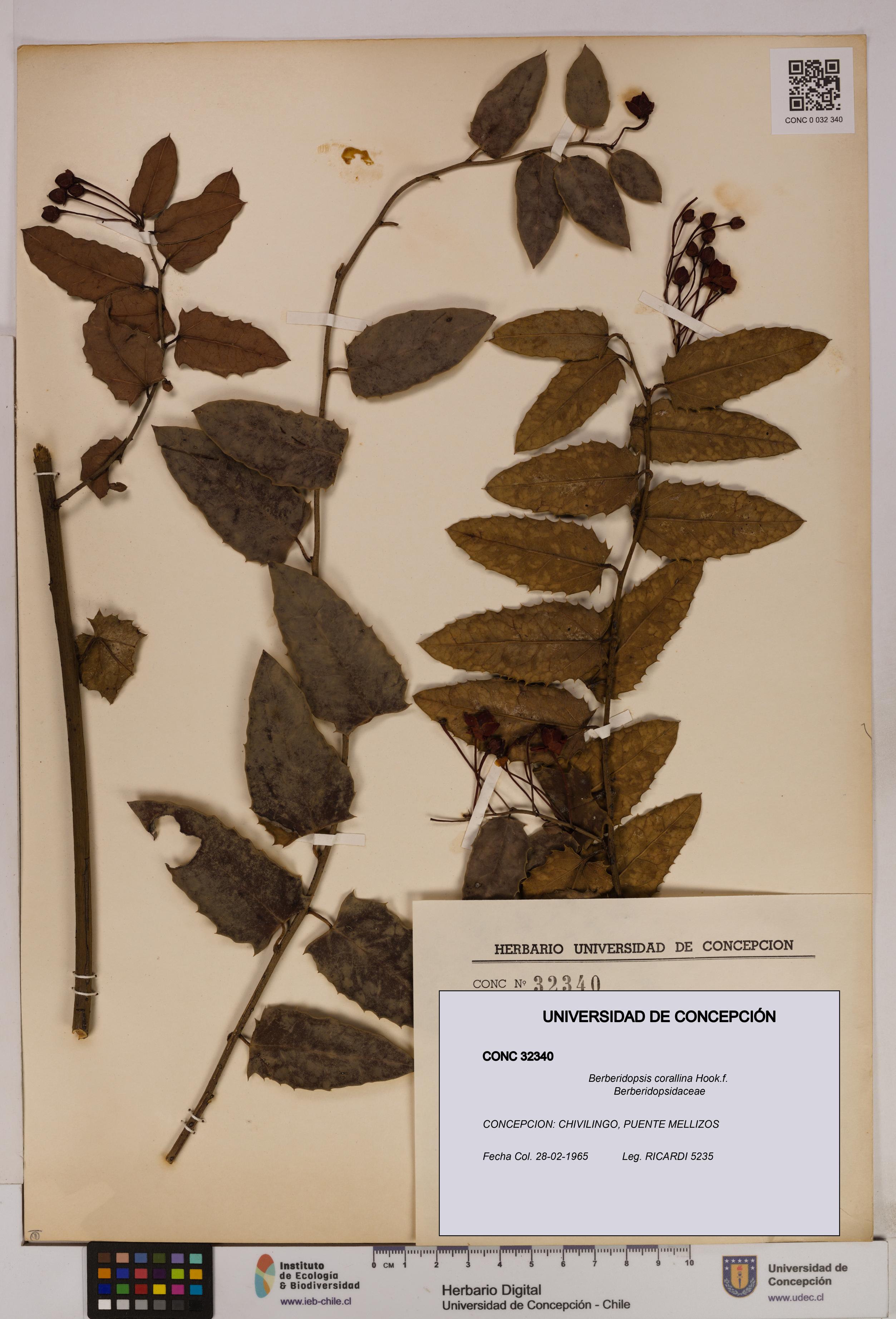 Berberidopsis corallina [Espécimen: UDEC:CONC:0032340]