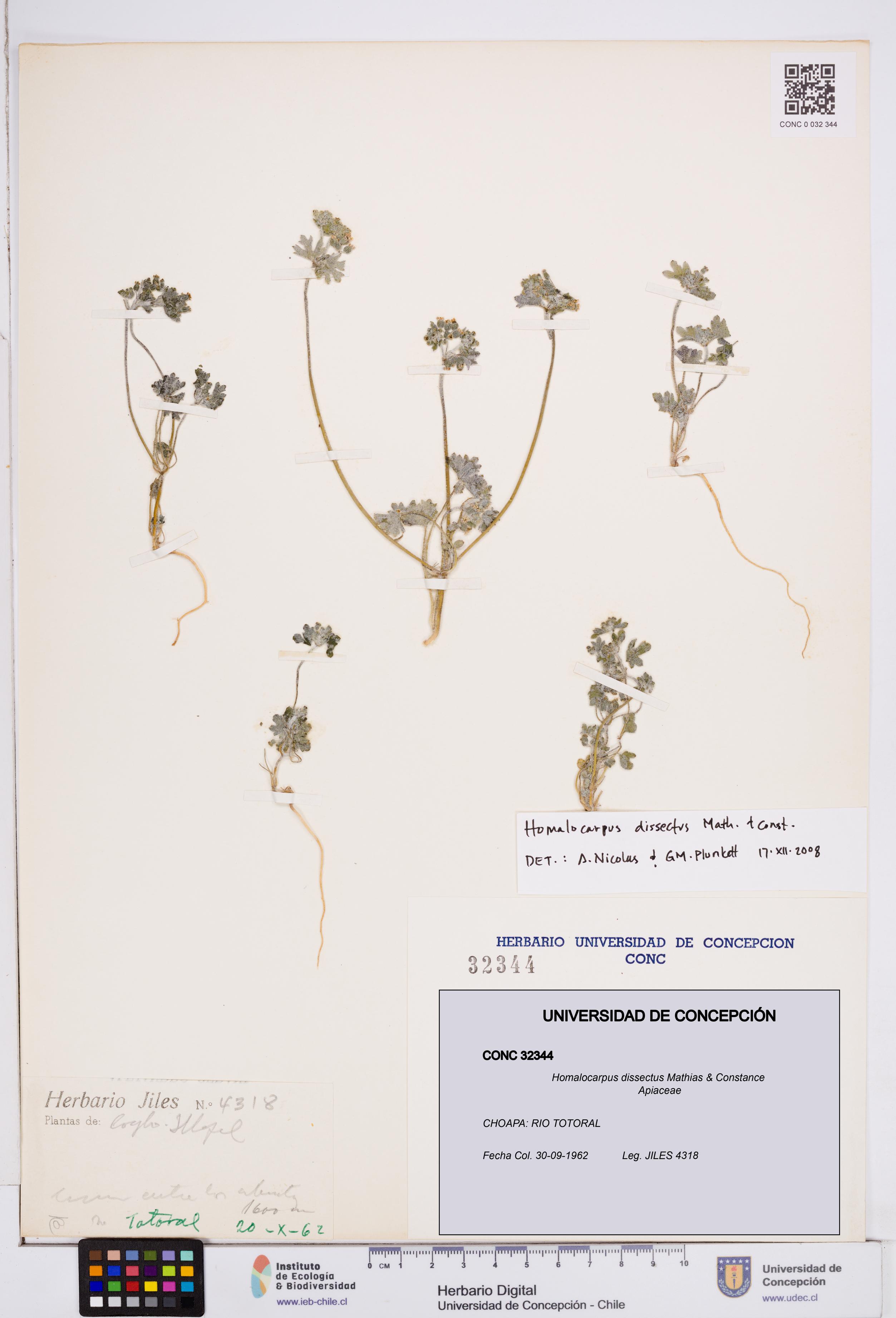 Homalocarpus dissectus [Espécimen: ]