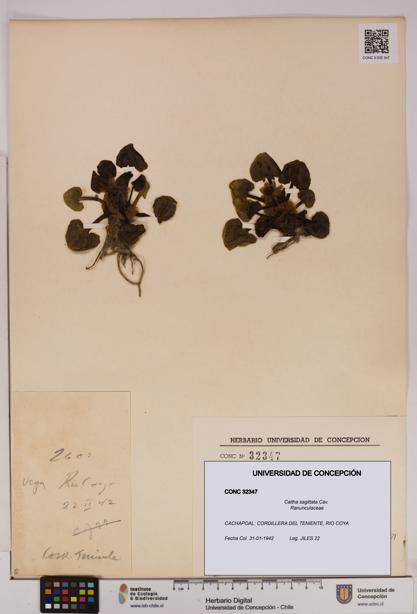 Caltha sagittata [Espécimen: UDEC:CONC:0032347]
