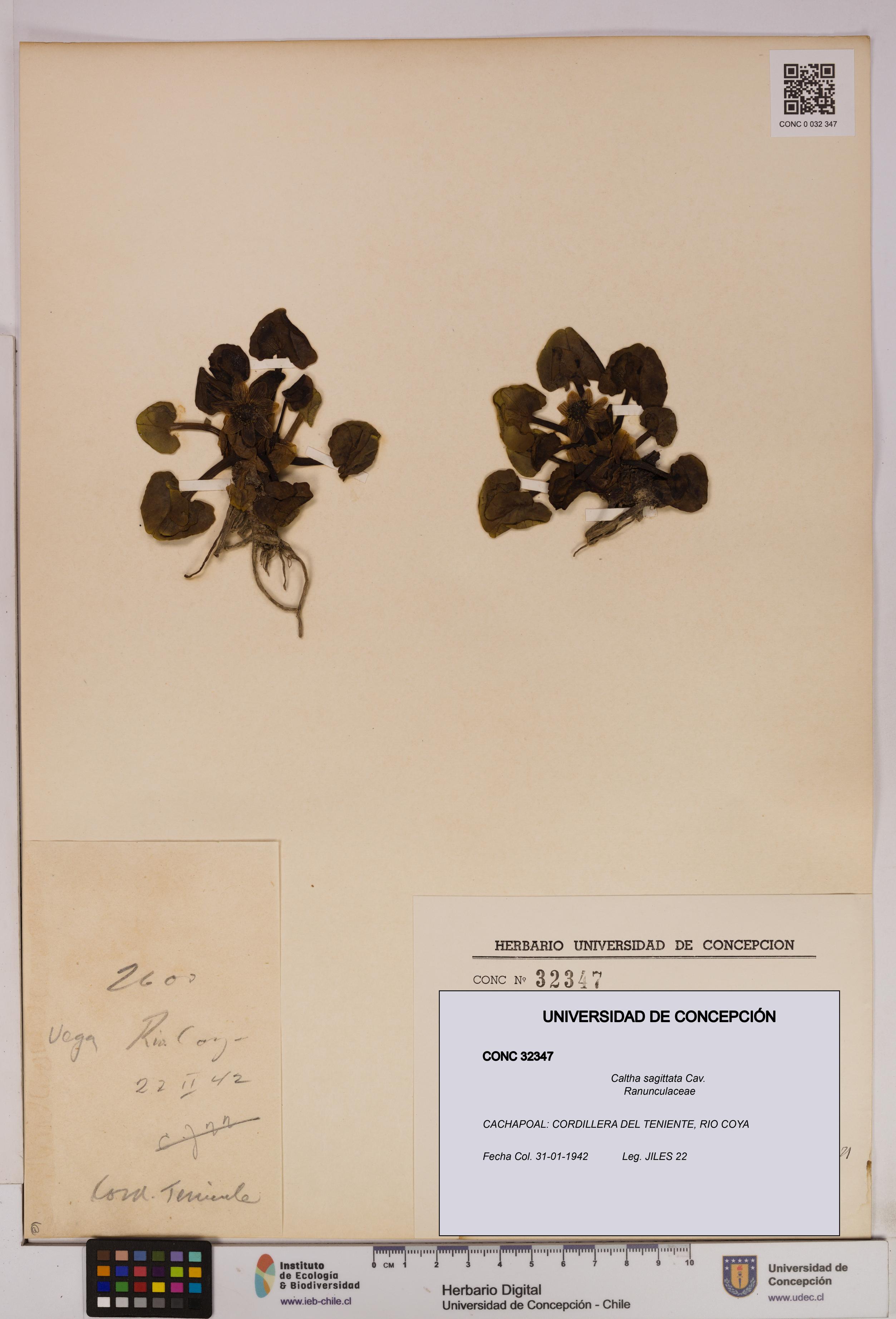 Caltha sagittata [Espécimen: UDEC:CONC:0032347]
