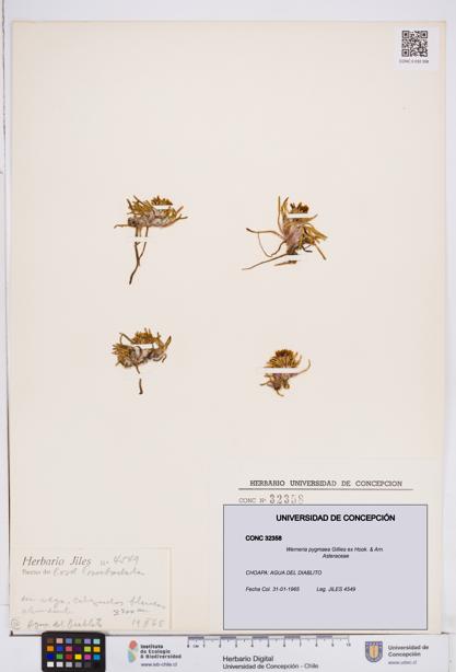 Werneria pygmaea [Espécimen: ]