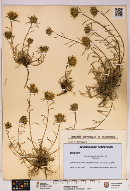 Chaetanthera chilensis [Espécimen: UDEC:CONC:0032360]