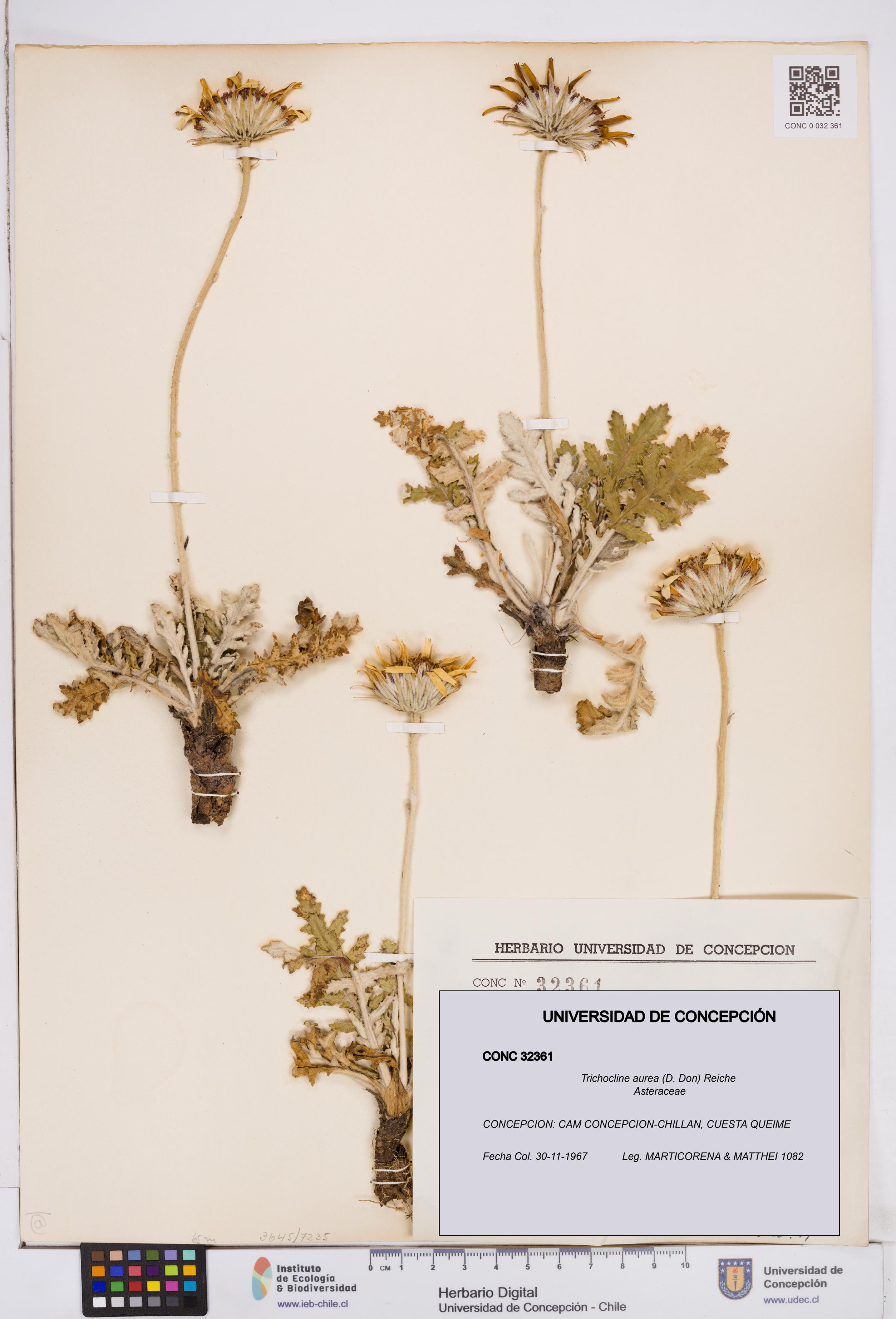 Trichocline aurea [Espécimen: ]
