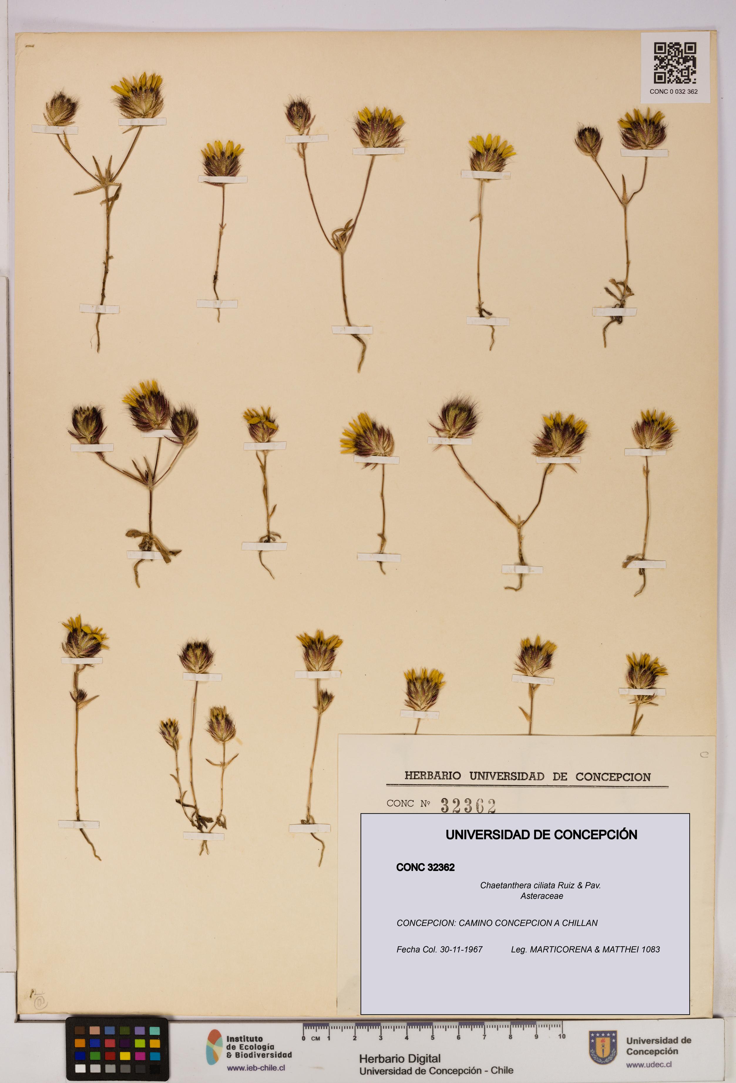 Chaetanthera ciliata [Espécimen: UDEC:CONC:0032362]