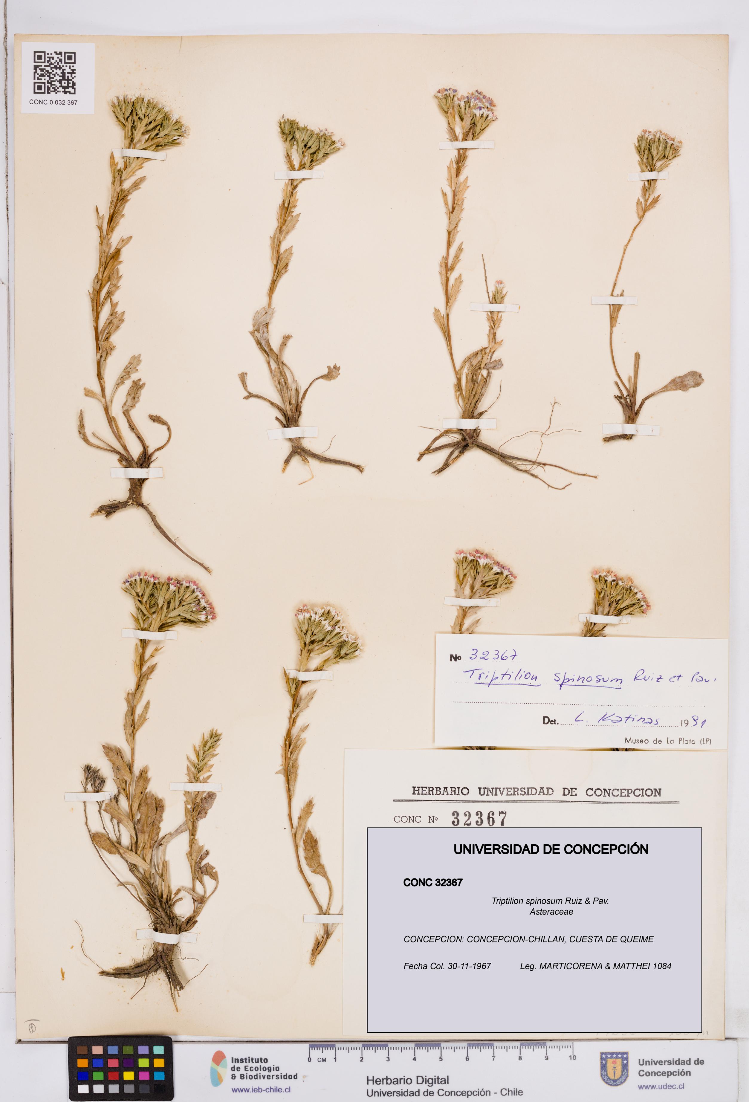 Triptilion spinosum [Espécimen: ]