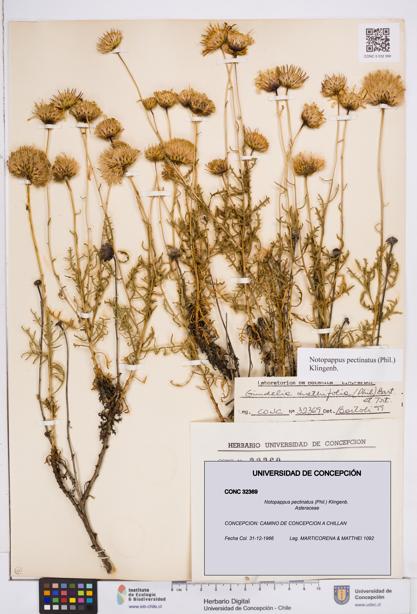 Notopappus pectinatus [Espécimen: ]