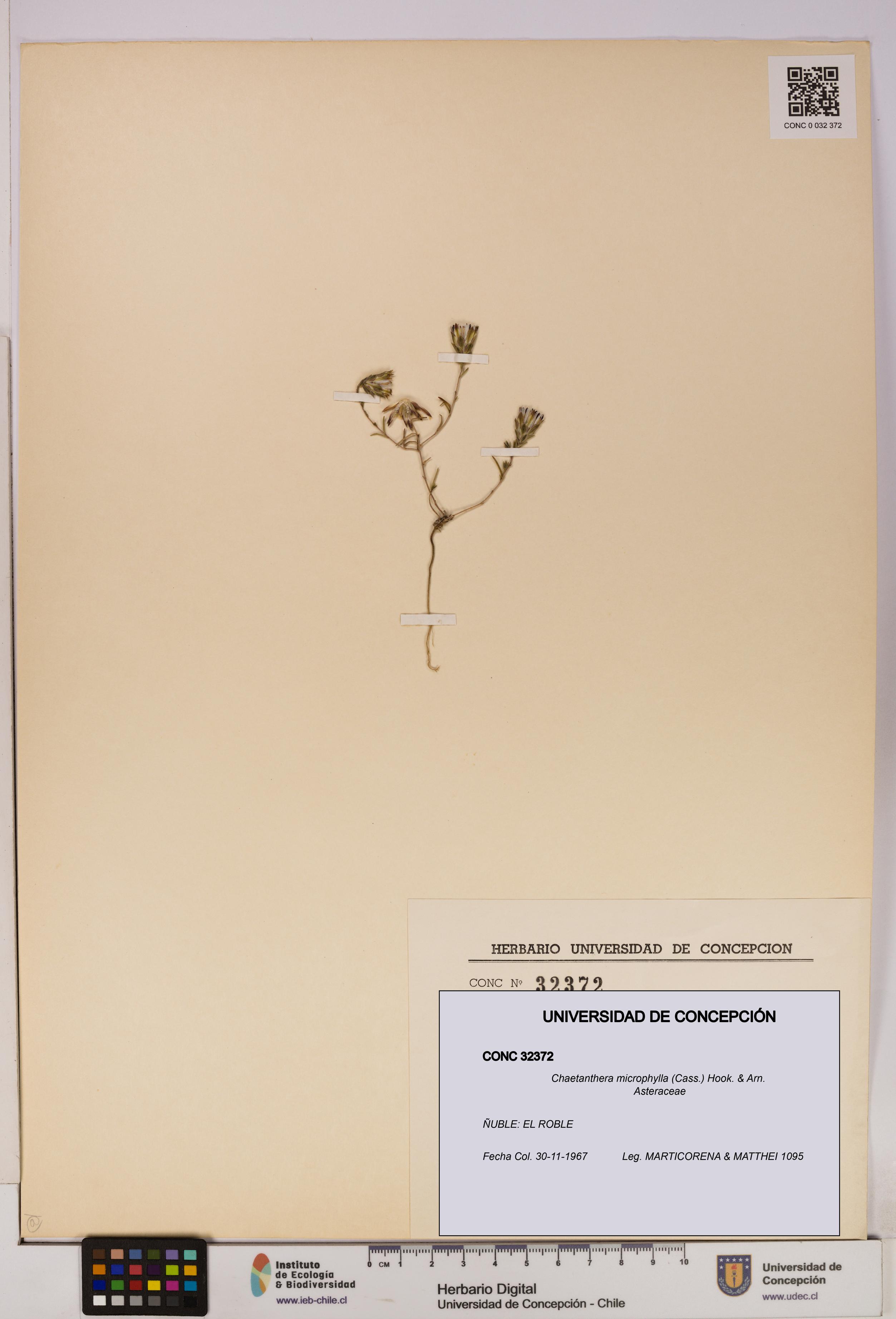 Chaetanthera microphylla [Espécimen: UDEC:CONC:0032372]