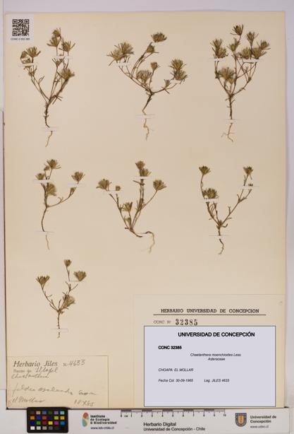 Chaetanthera moenchioides [Espécimen: UDEC:CONC:0032385]
