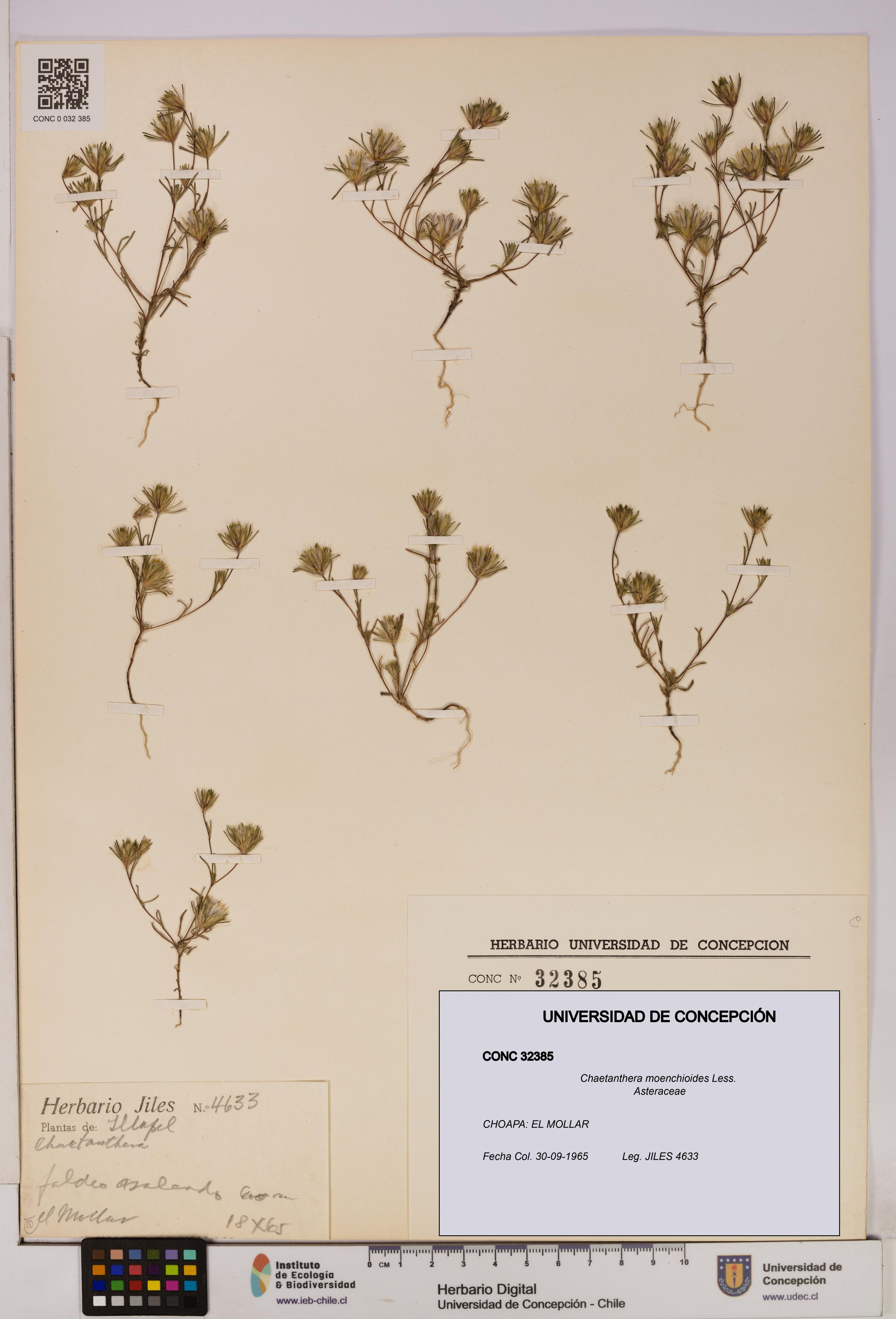 Chaetanthera moenchioides [Espécimen: UDEC:CONC:0032385]