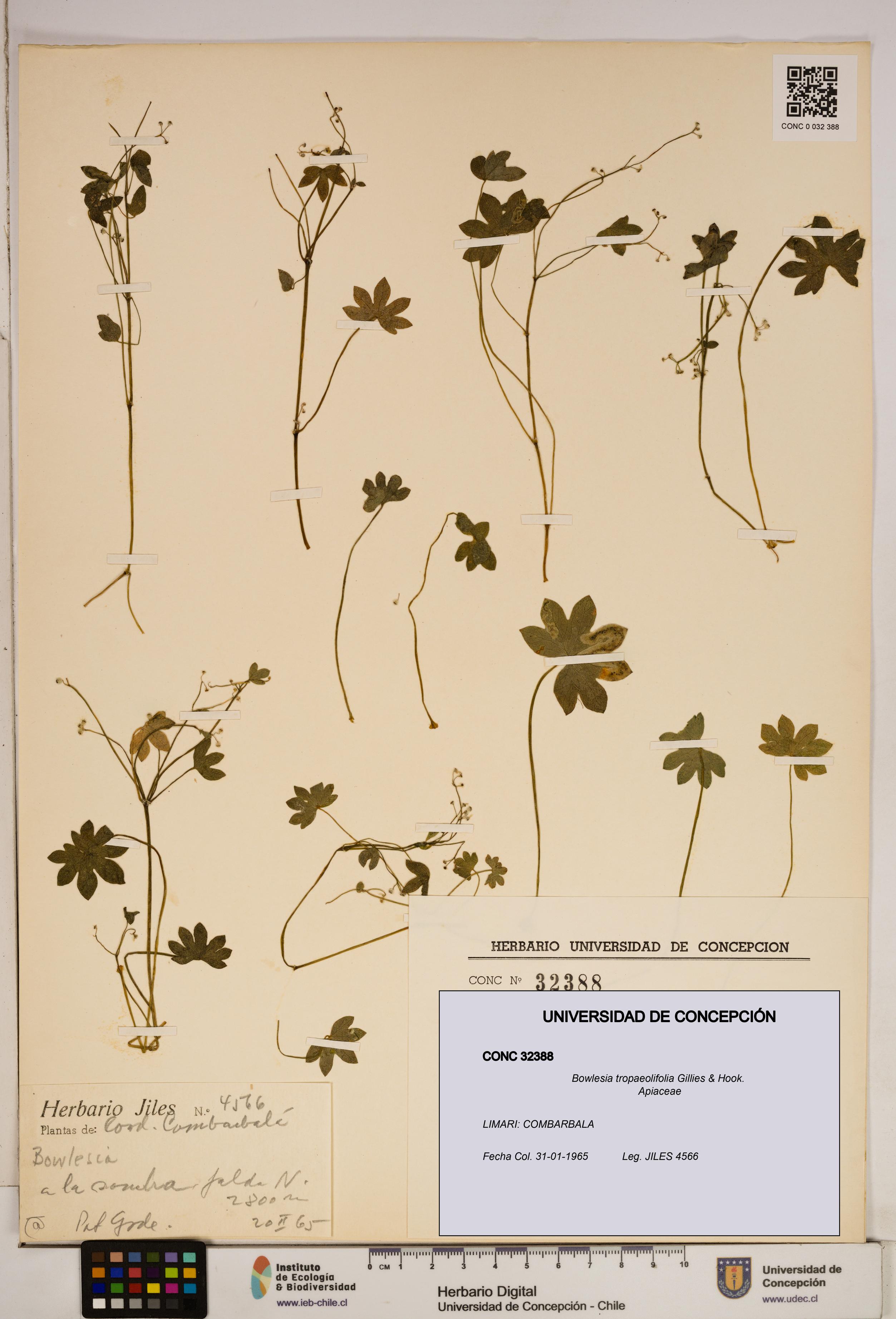 Bowlesia tropaeolifolia [Espécimen: ]