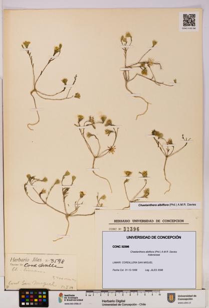 Chaetanthera albiflora [Espécimen: UDEC:CONC:0032396]