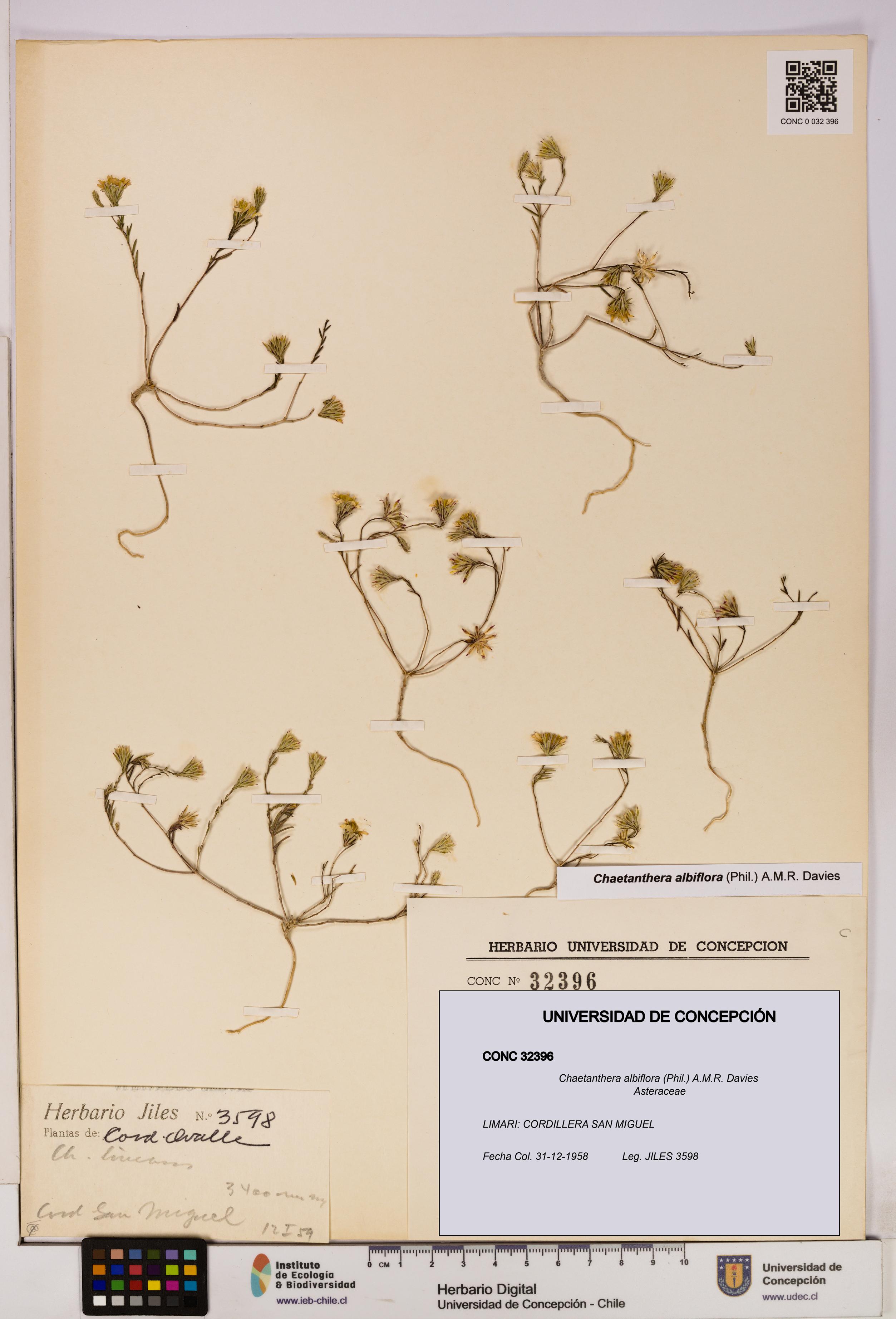 Chaetanthera albiflora [Espécimen: UDEC:CONC:0032396]