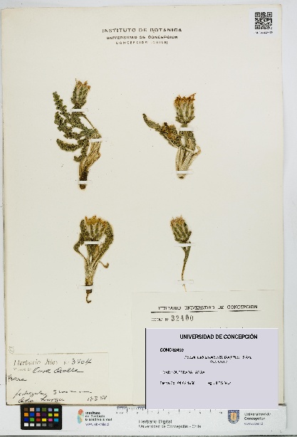 Perezia carthamoides [Espécimen: UDEC:CONC:0032400]