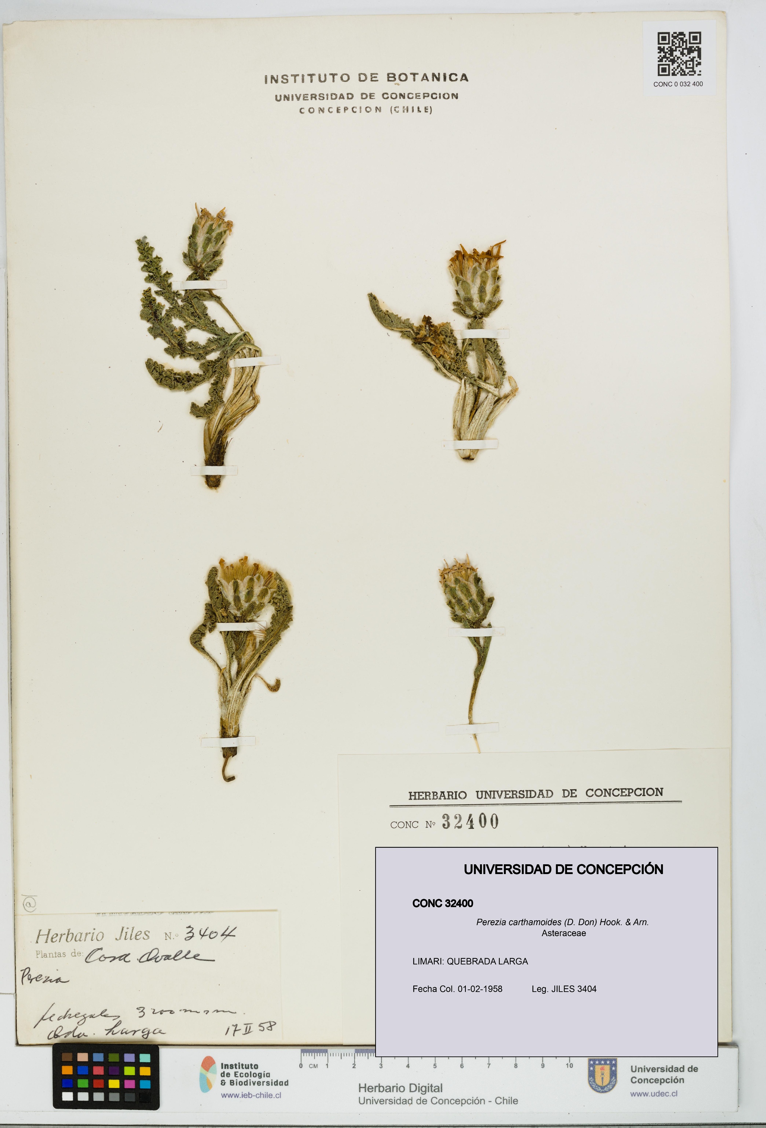 Perezia carthamoides [Espécimen: UDEC:CONC:0032400]