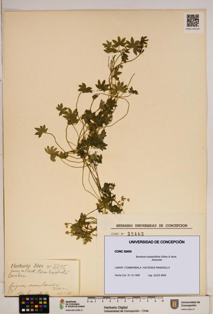 Bowlesia tropaeolifolia [Espécimen: ]