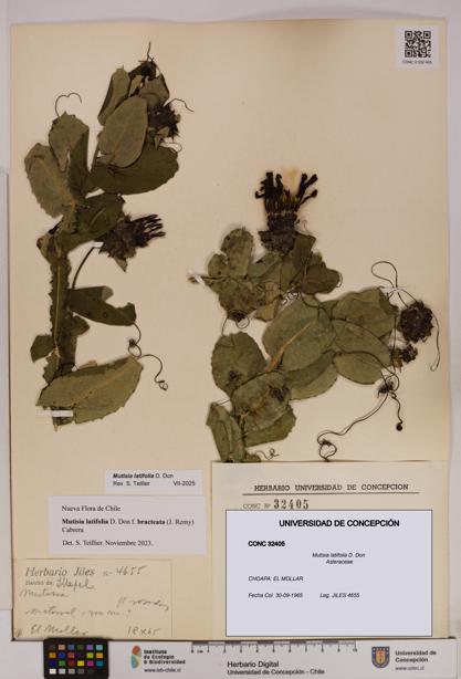 Mutisia latifolia [Espécimen: UDEC:CONC:0032405]