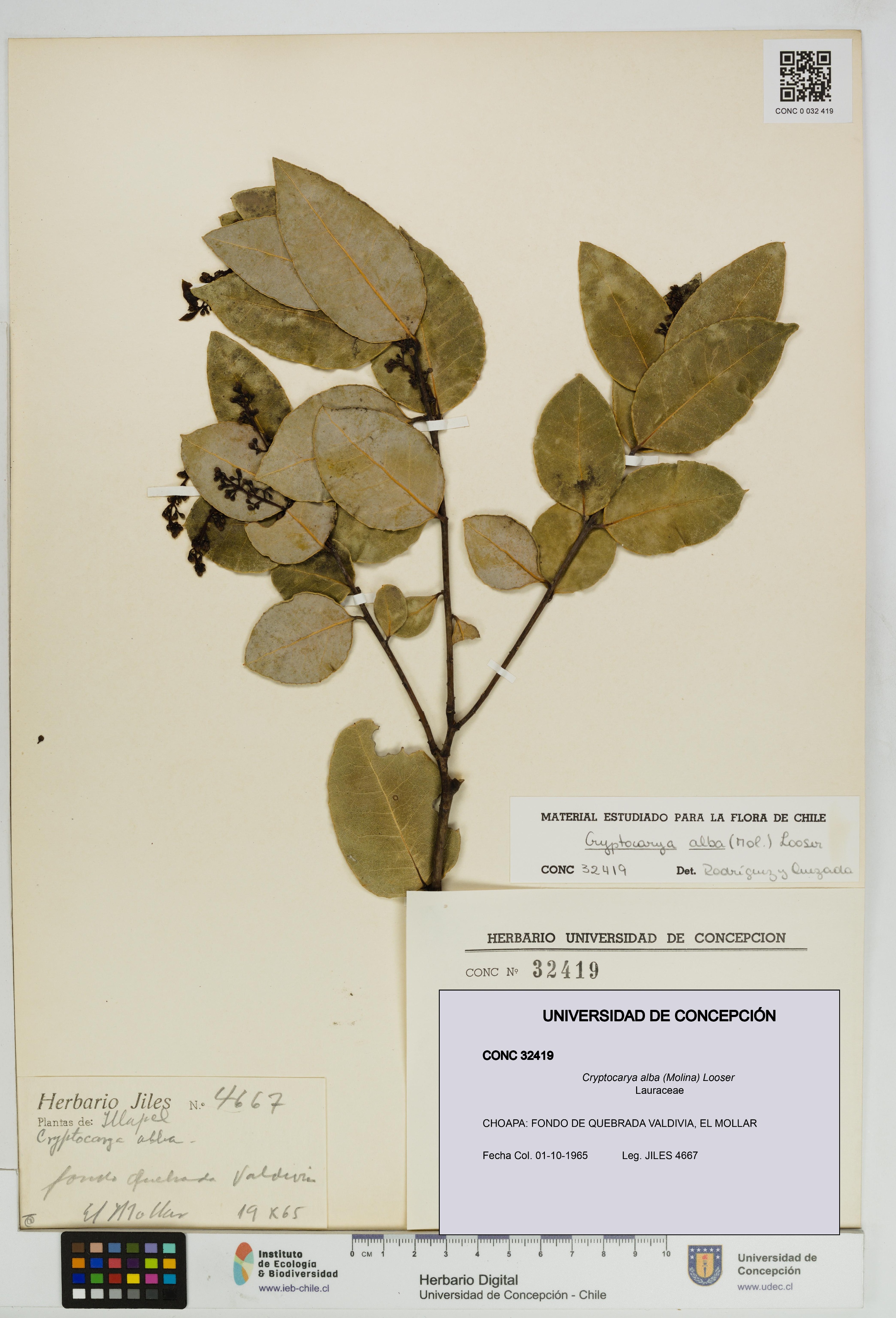 Cryptocarya alba [Espécimen: UDEC:CONC:0032419]