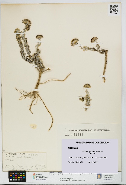Senecio tinctolobus [Espécimen: UDEC:CONC:0032421]