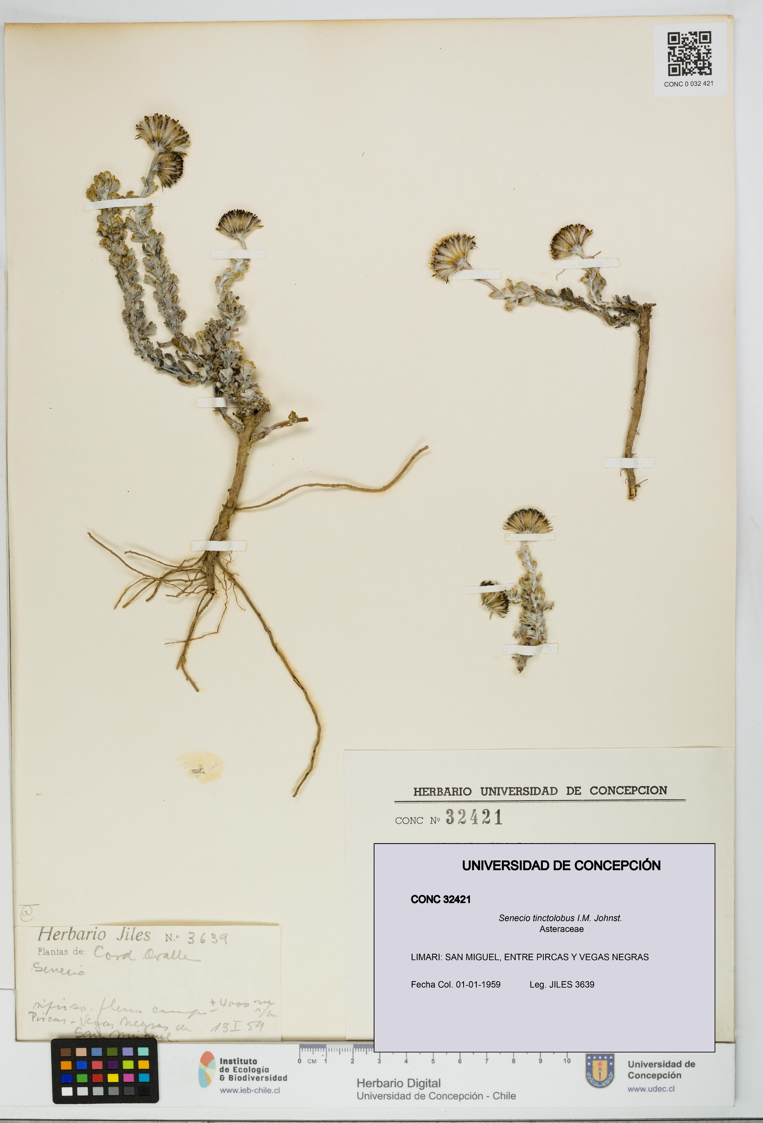 Senecio tinctolobus [Espécimen: UDEC:CONC:0032421]