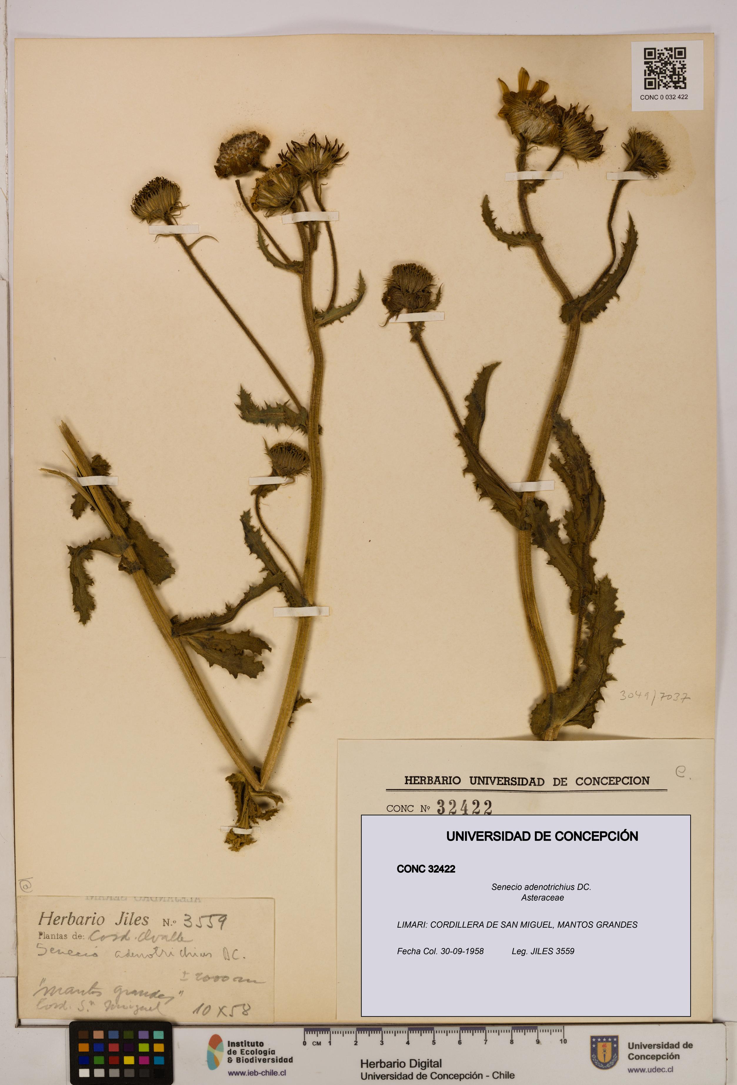 Senecio adenotrichius [Espécimen: UDEC:CONC:0032422]