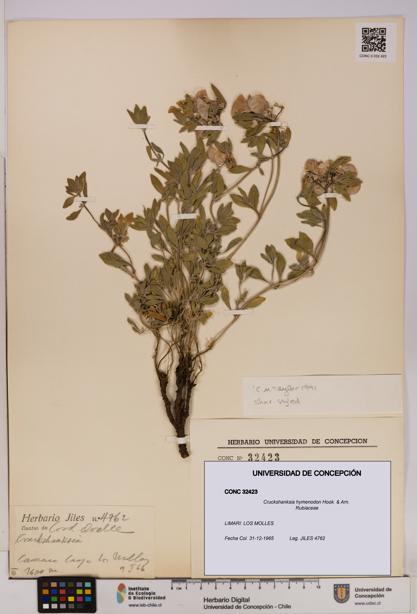 Cruckshanksia hymenodon [Espécimen: UDEC:CONC:0032423]