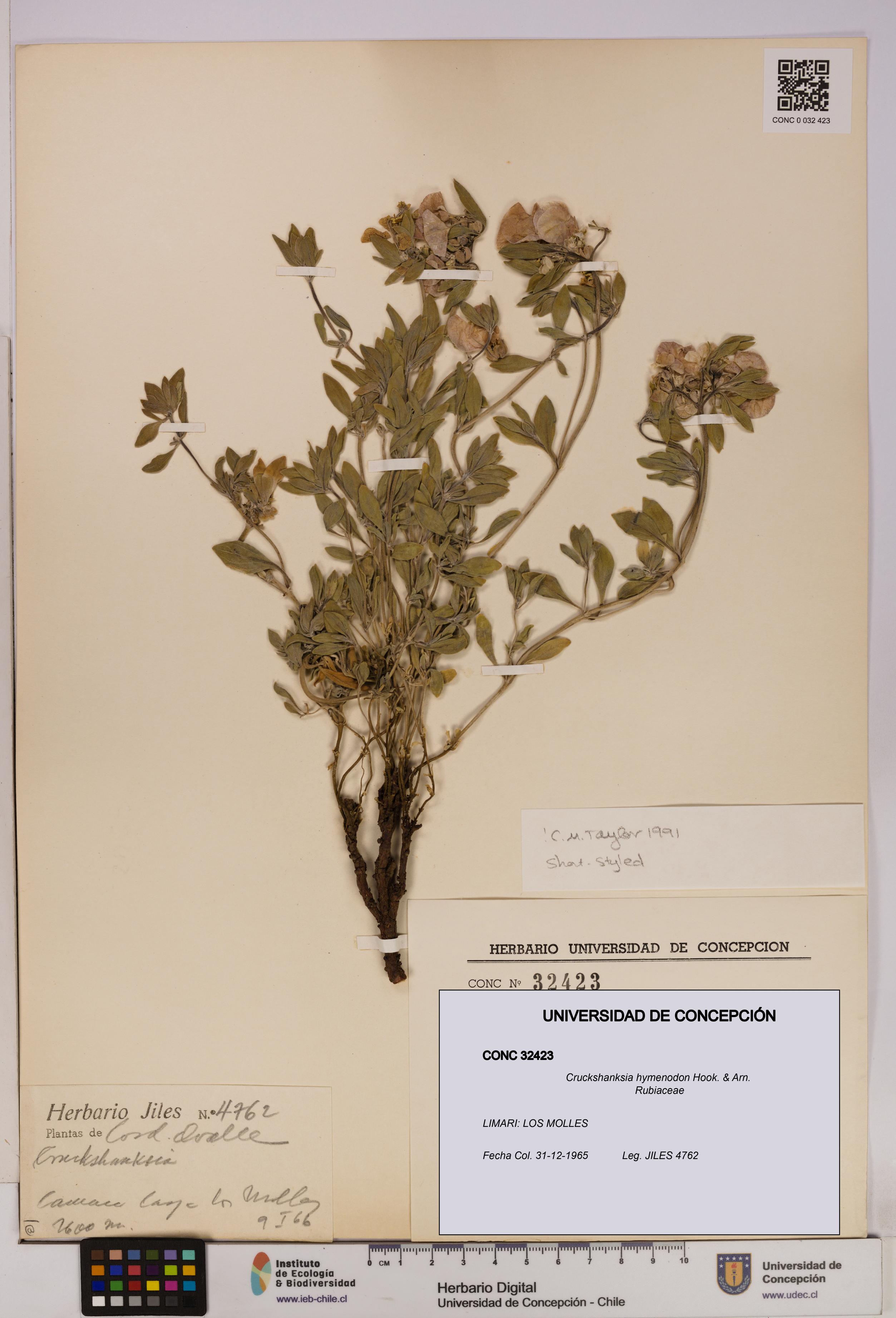 Cruckshanksia hymenodon [Espécimen: UDEC:CONC:0032423]