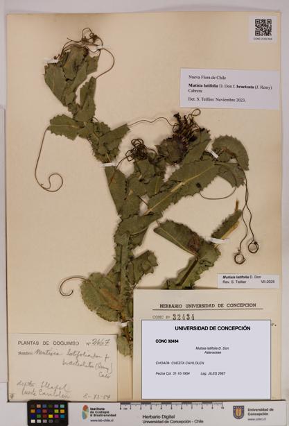 Mutisia latifolia [Espécimen: UDEC:CONC:0032434]