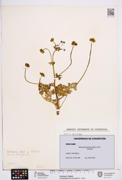 Sanicula graveolens [Espécimen: ]
