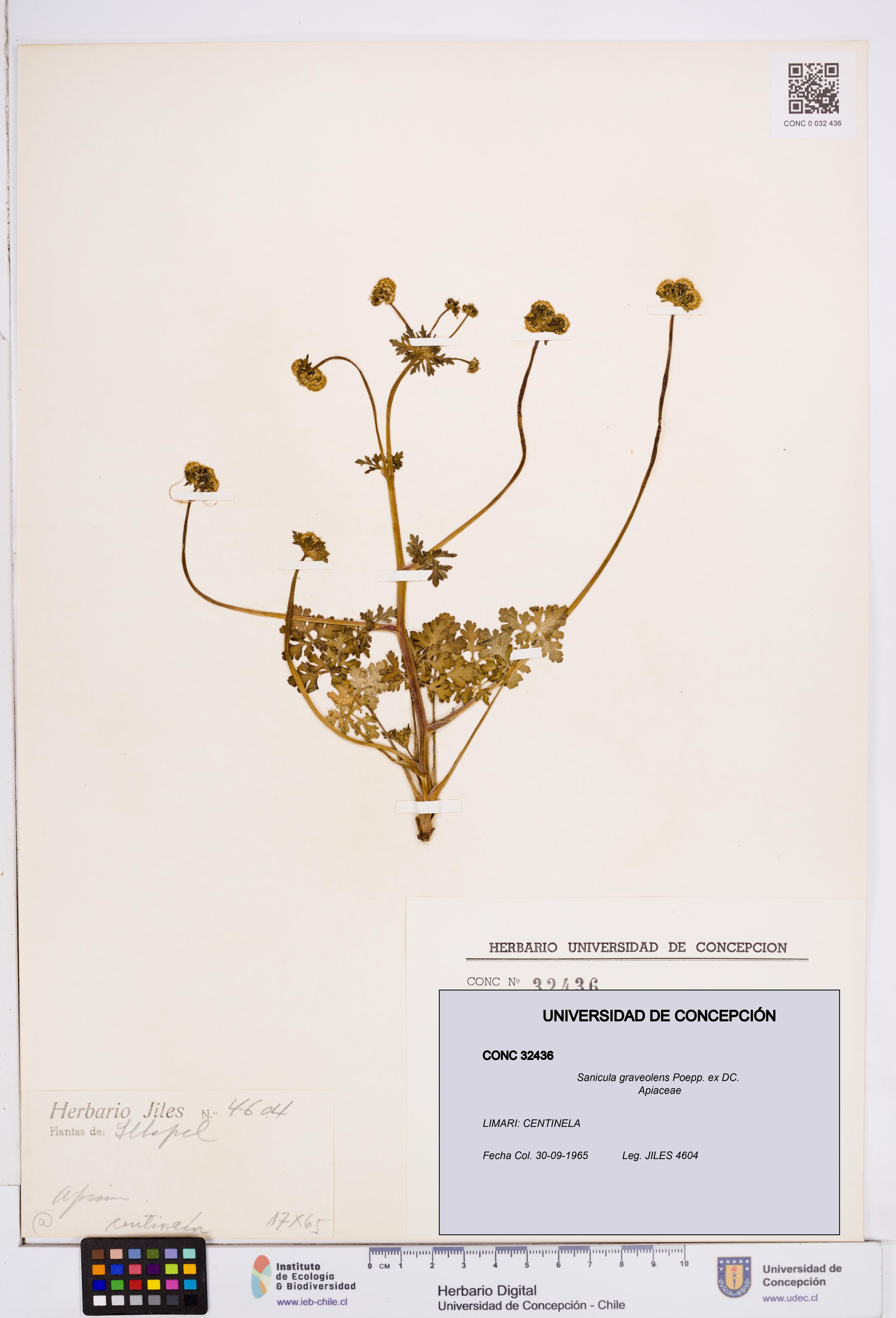 Sanicula graveolens [Espécimen: ]