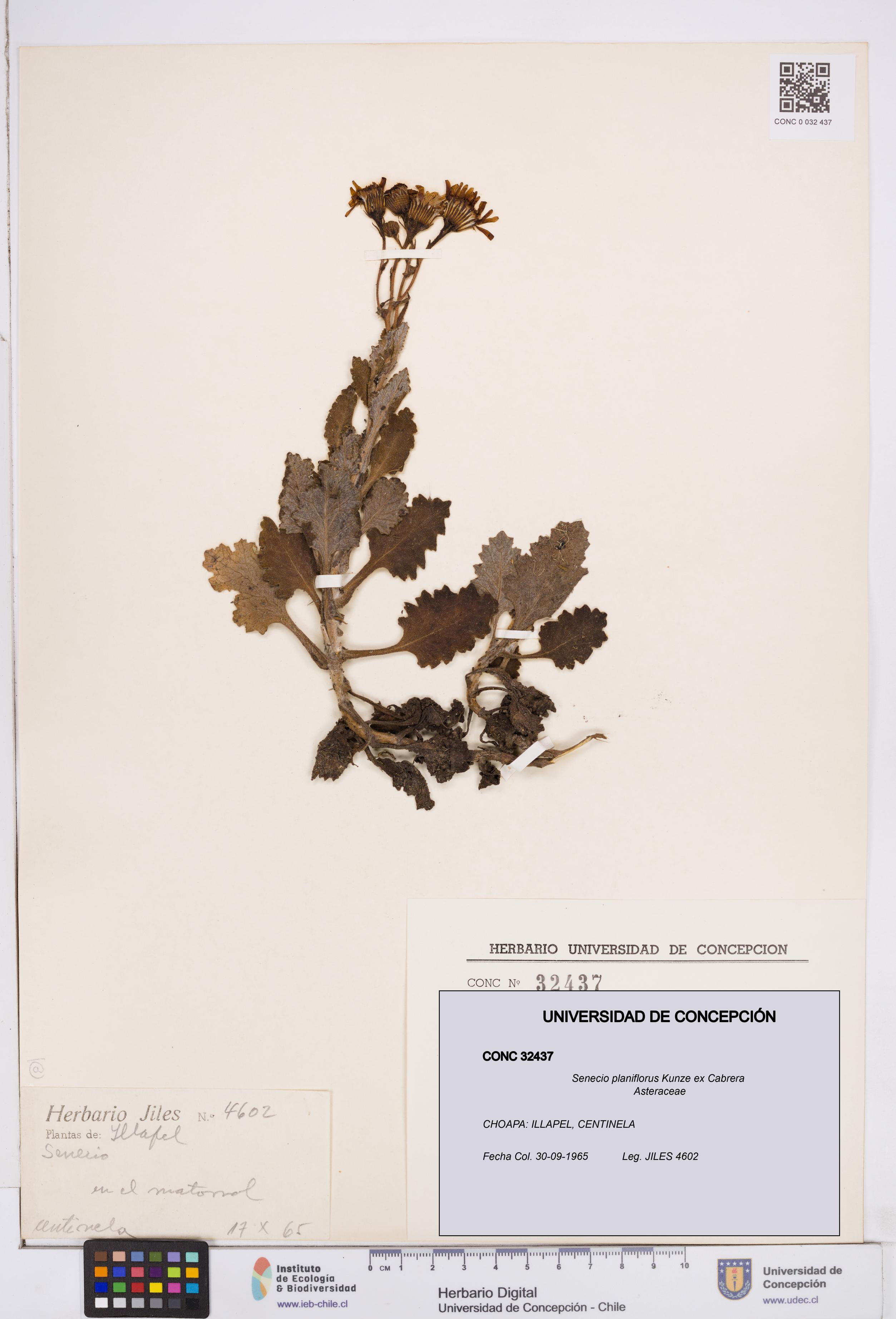 Senecio planiflorus [Espécimen: ]