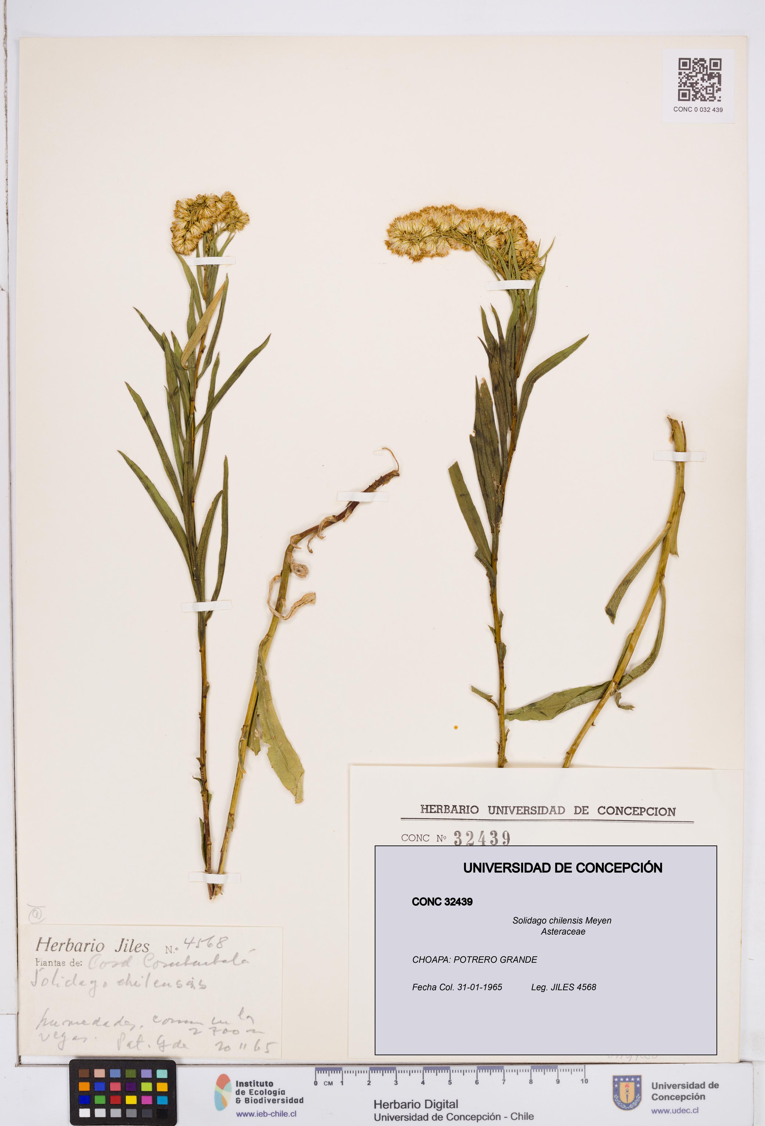 Solidago chilensis [Espécimen: ]