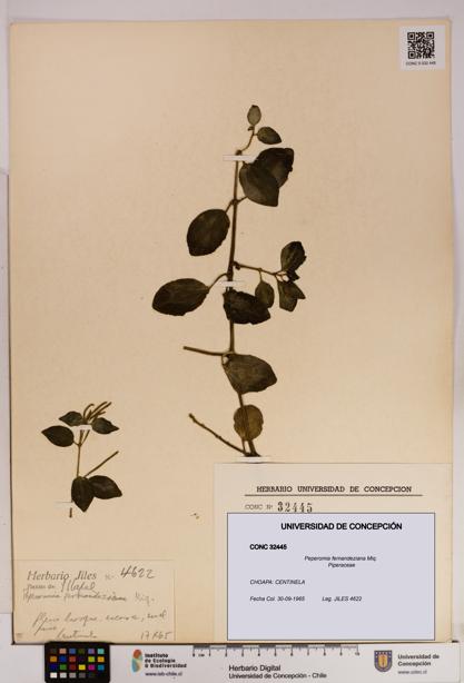 Peperomia fernandeziana [Espécimen: UDEC:CONC:0032445]