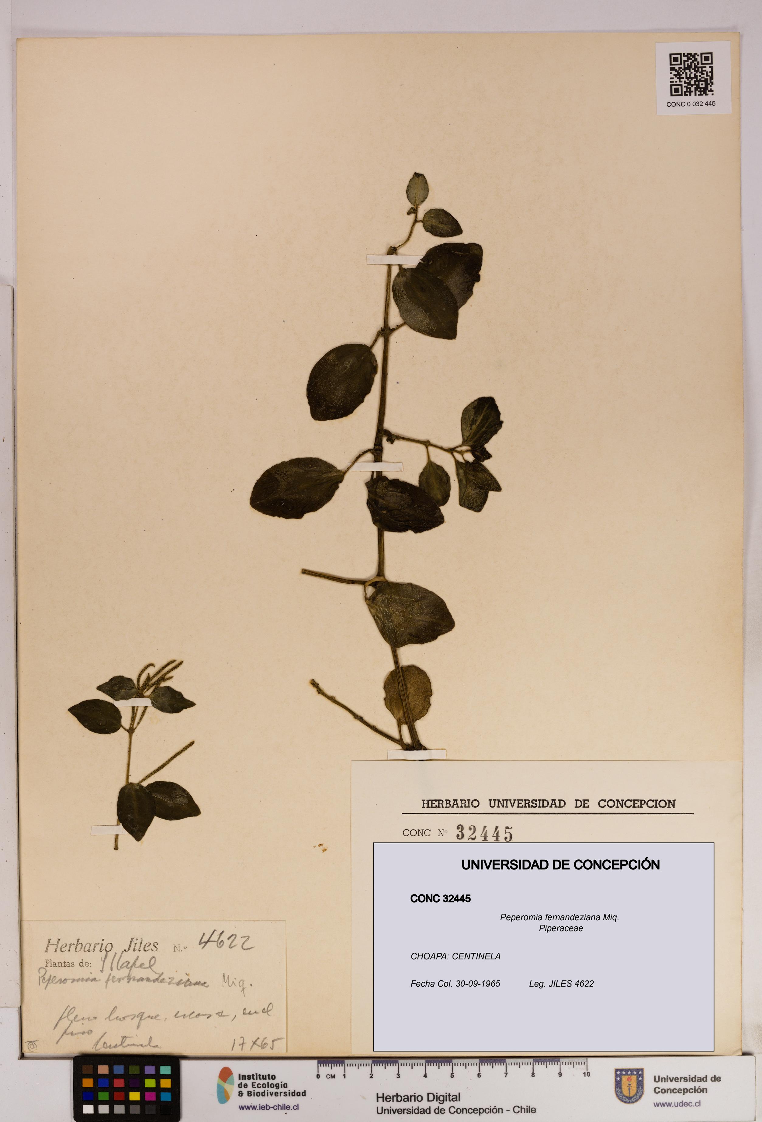 Peperomia fernandeziana [Espécimen: UDEC:CONC:0032445]