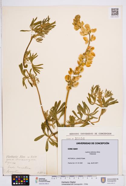 Lupinus arboreus [Espécimen: ]