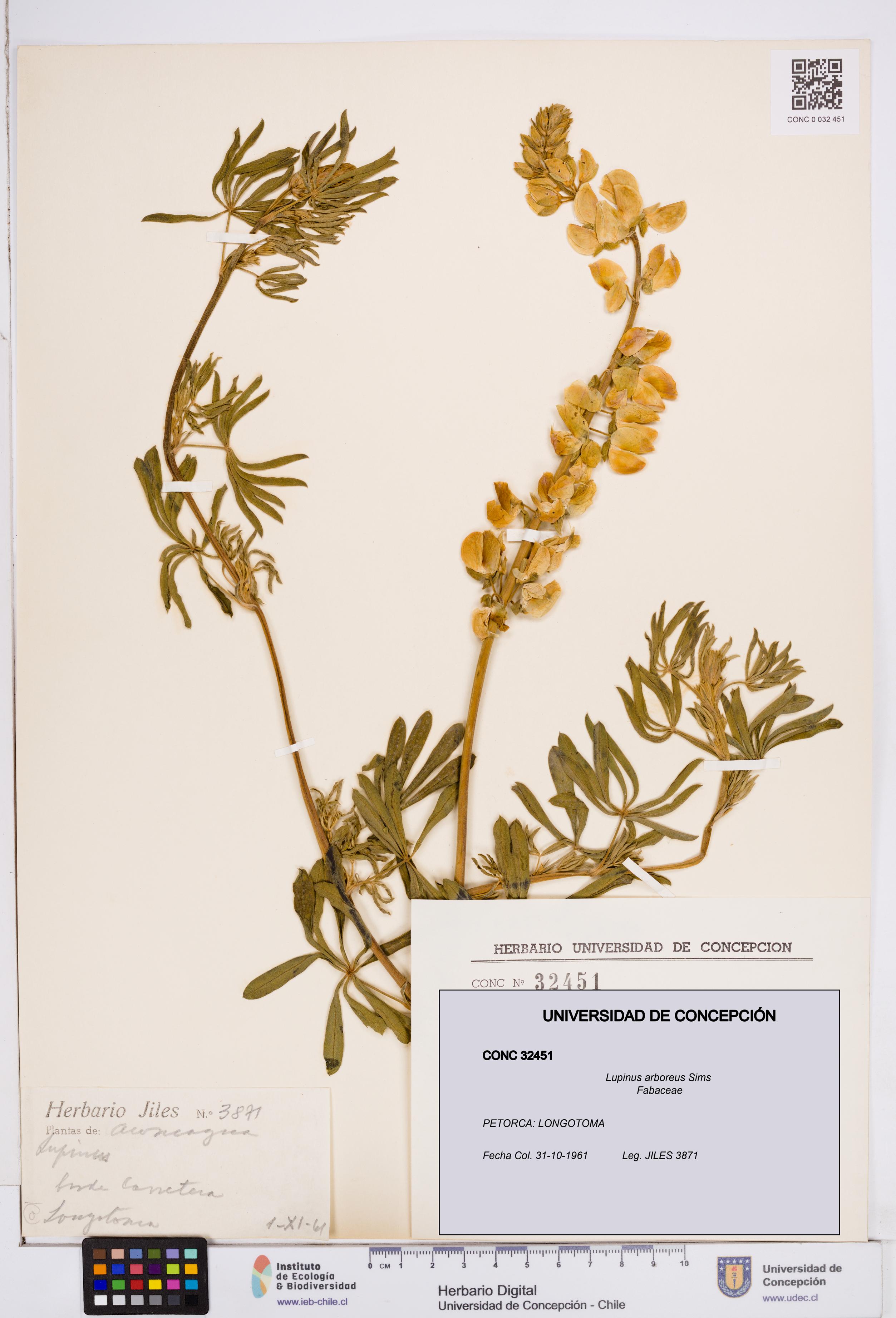 Lupinus arboreus [Espécimen: ]