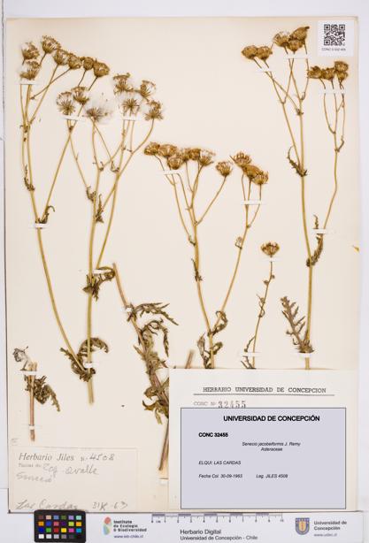 Senecio jacobeiformis [Espécimen: ]