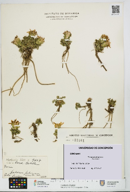 Perezia poeppigii [Espécimen: UDEC:CONC:0032461]