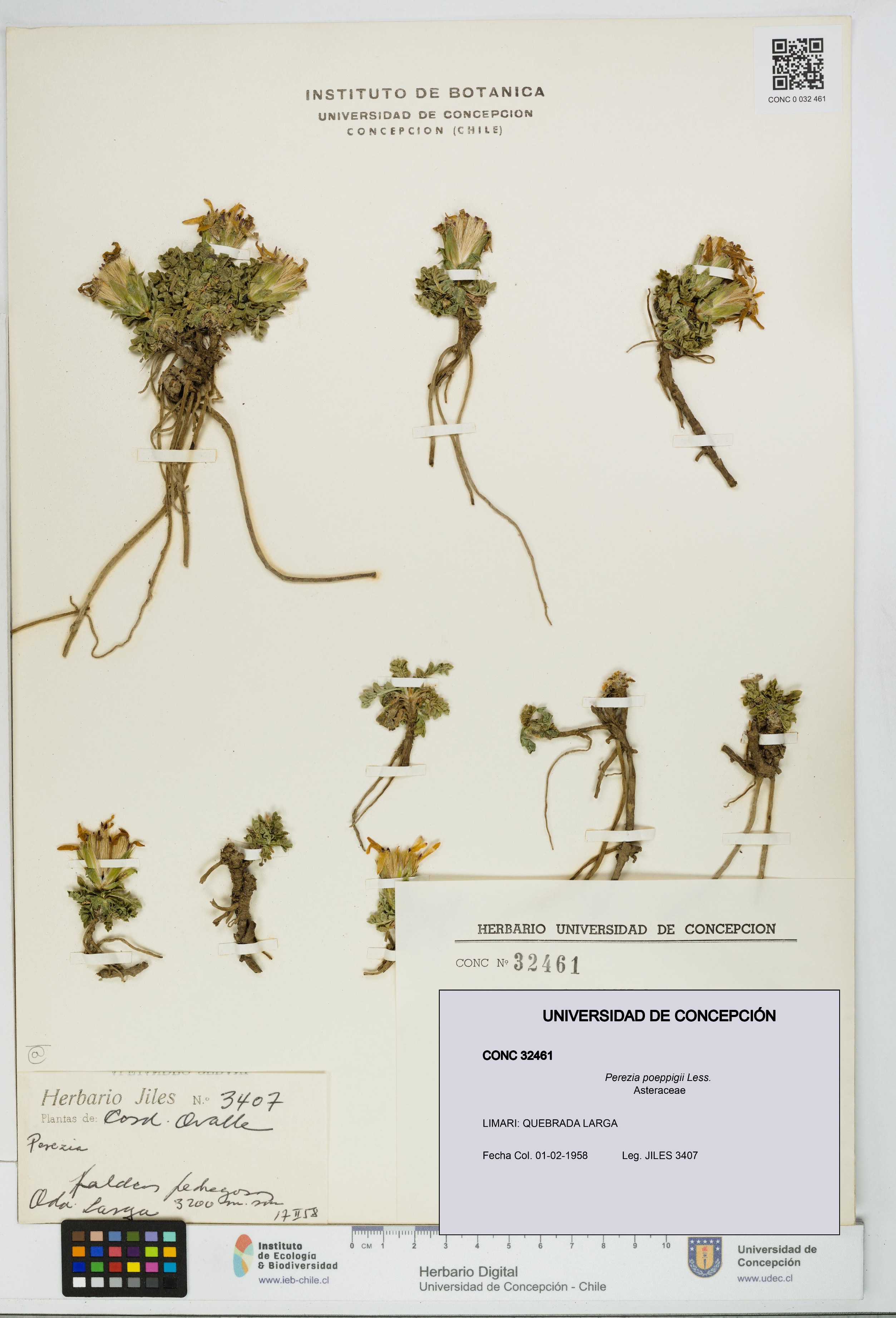 Perezia poeppigii [Espécimen: UDEC:CONC:0032461]