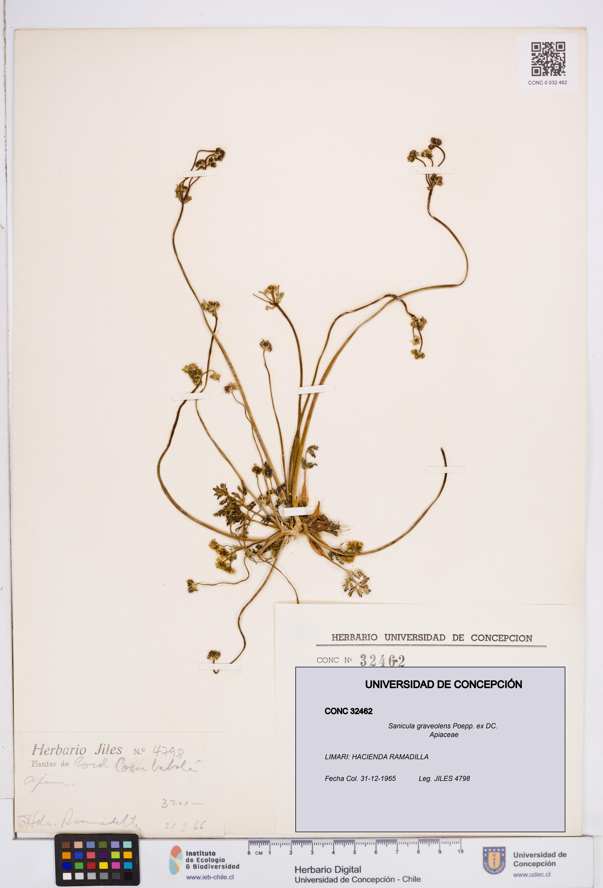 Sanicula graveolens [Espécimen: ]