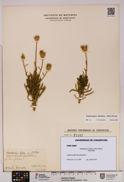 Haplopappus linifolius [Espécimen: UDEC:CONC:0032467]