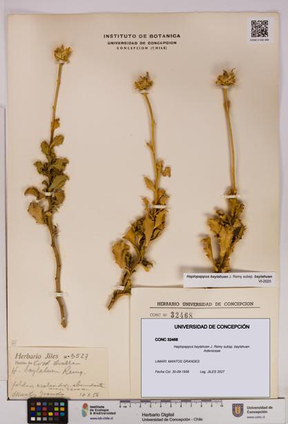 Haplopappus baylahuen subsp. baylahuen [Espécimen: UDEC:CONC:0032468]
