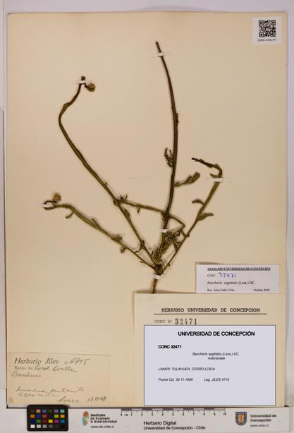 Baccharis sagittalis [Espécimen: UDEC:CONC:0032471]